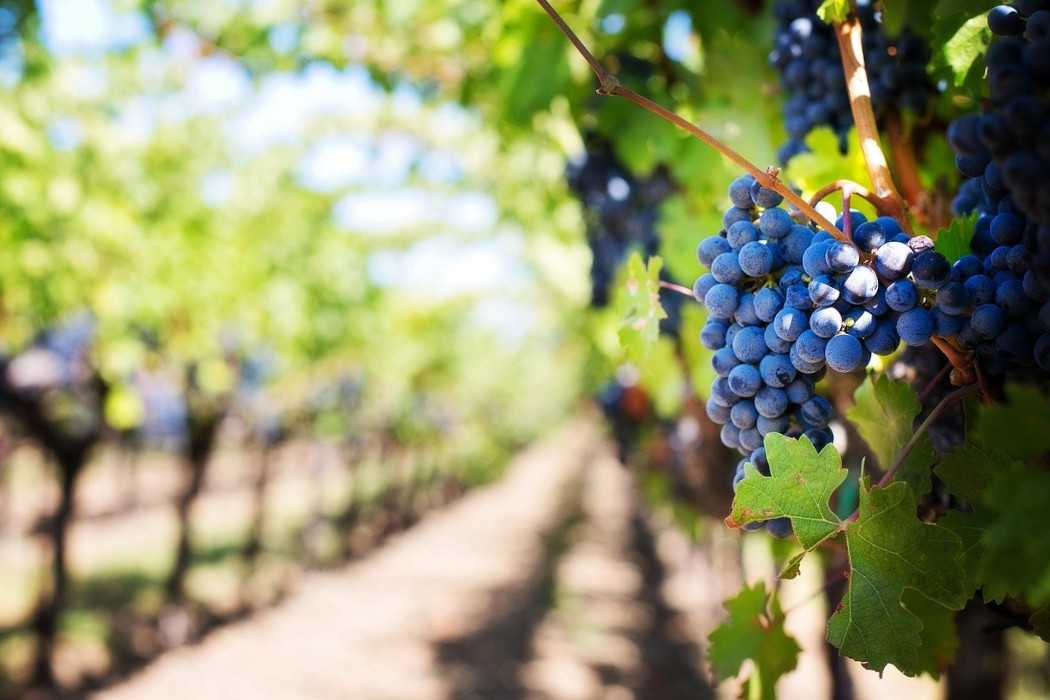Vignobles & domaines